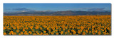 Sunflowers Panorama