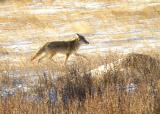 Coyote in Moraine Park