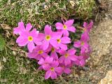 Alpine Primrose