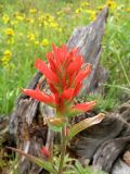 Indian Paintbrush