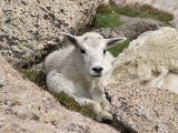 Baby Mountain Goat