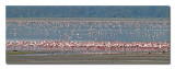 Flamingo Panorama