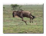 Wildebeest on the Run