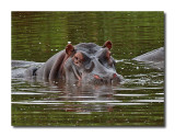 Serengeti Hippo