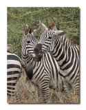 Zebra Pals