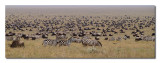 Panorama of the Migration