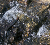 What is it about a stream over rocks?