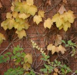 Ivy on a Wall