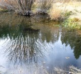 Beaver pond reflection
