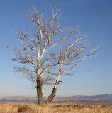 Grandmother Tree