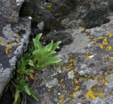 Hot-rock Penstemon Leaves