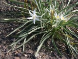 Star Lily, Sand-lily