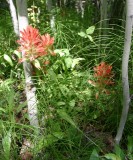 Paintbrush Flirts with Young Aspen