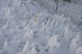 Stems in Snow
