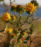 Curly-cup Gumweed