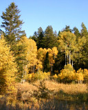 Autumn in Idaho