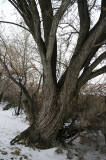 Tree at Franklin Jr.  High