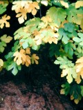 Fig Leaves in Auburn