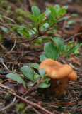 Mushroom & Kinnikinnick, Lolo Pass