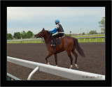 Riders & Horses