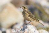american pipit 092108_MG_1379