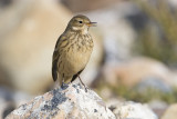 american pipit 092108_MG_1399