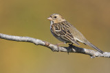 harriss sparrow 092408IMG_5119