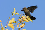 rusty blackbird 092308IMG_4943