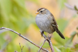 white-crowned sparrow 092308IMG_4378