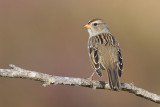 white-crowned sparrow 092408IMG_5373