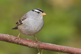 white-crowned sparrow 092408IMG_5456