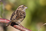 white-throated sparrow 092308IMG_4616