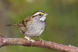 white-throated sparrow 092408IMG_5439