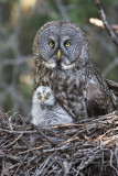 great gray owls 053108IMG_0215