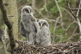 great gray owlets 061208IMG_0489