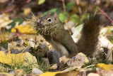 red squirrel 100708IMG_7356