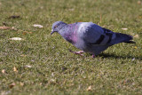 rock pigeon 101408_MG_0260
