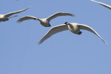 trumpeter & tundra swans 101908_MG_2837