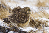 short-eared owl 120608_MG_3737