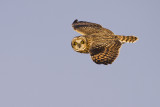 short-eared owl 120708_MG_5209