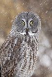 great gray owl 120808_MG_5235