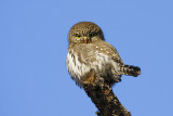 northern pygmy owl 020109IMG_1603