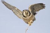 northern hawk owl 020809_MG_3376