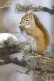 red squirrel 030209_MG_6171