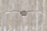 great gray owl 032209_MG_9099