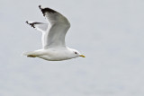 mew gull 041009_MG_2377