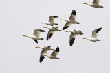 snow geese 040909_MG_1483