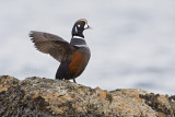 harlequin duck 041009_MG_3981