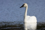 trumpeter swan 050909IMG_4593