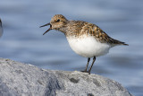 sanderling 052209IMG_9201